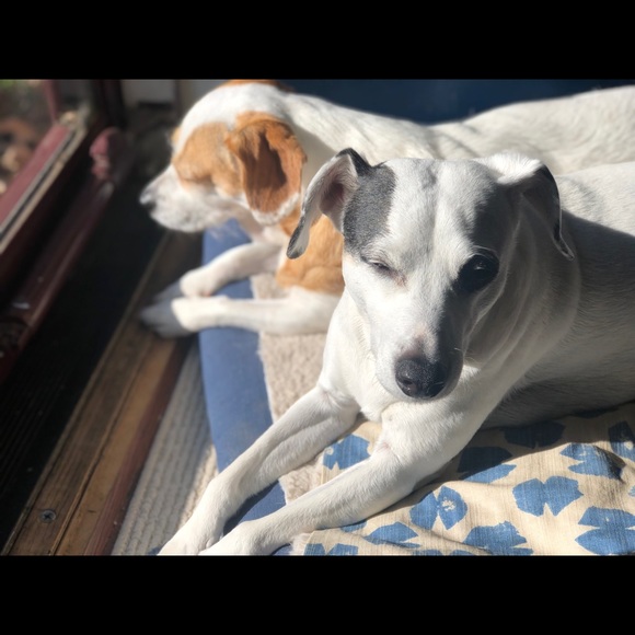 Meet your Posher, Wesley - Picture 3 of 3